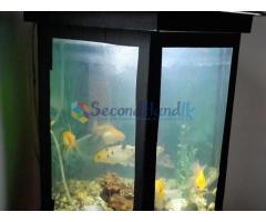 Fish Tank for sale