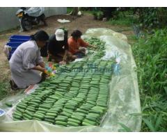 Green House Farming 