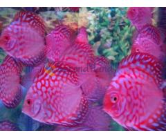 Discus Fish for Sale