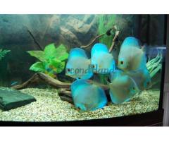 Discus Fish for Sale