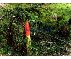 LAND FOR QUICK SALE.....