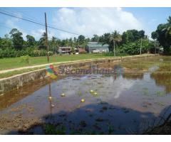 Good Investment Opportunity Land from Habaraduwa